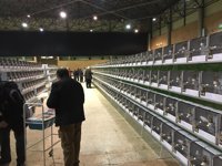 Fibes en Sevilla acoge este fin de semana el Concurso Nacional de Ornitología, Campeonato Ornitológico de España