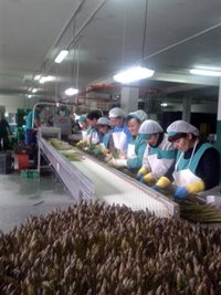El Plan Estratégico para la Agroindustria prevé crear en Andalucía unos 7.000 empleos hasta 2020