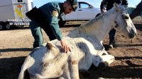 Hallan en Lucena del Puerto (Huelva) desnutridos a 12 caballos y uno de ellos es sacrificado