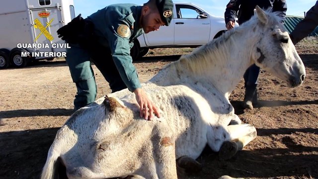 Uno de los caballos abandonados y desnutridos en Lucena del Puerto (Huelva)