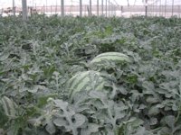 La Junta inicia el pago de 415,5 millones de ayudas de la PAC para cerca de 215.000 andaluces