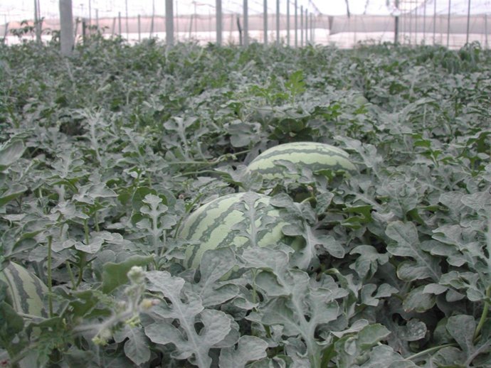 Sandías en un invernadero