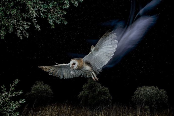 Reina de la noche, primer premio del X concurso Fotoaves de SEO/BirdLife