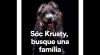 Los animales abandonados tienen rostro y nombre. Una campaña anima a darles un hogar