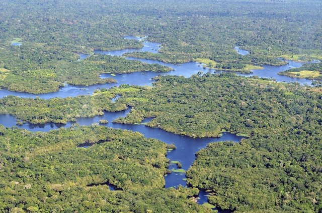 Bosque de inundación amazónico