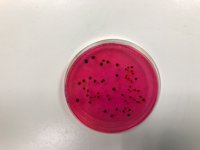 Diseñan una aplicación para detectar salmonela durante la fermentación del yogur