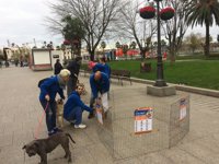 Santurtzi (Bizkaia) espera la acogida de una veintena de mascotas con una nueva campaña de adopción
