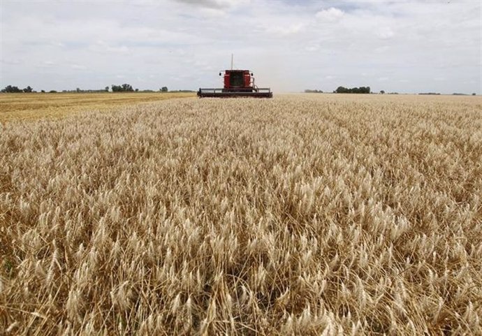 Cosecha de trigo en un campo cerca de la localidad de General Belgrano