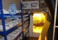 Desmantelados dos cultivos con 1.250 plantas de marihuana en una vivienda de lujo de Marbella