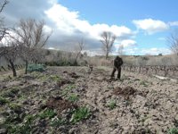 La superficie agrícola utilizada media por explotación en la Región aumenta un 4% de 2013 a 2016
