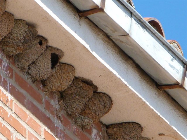 Zamora.- Nidos en Toro