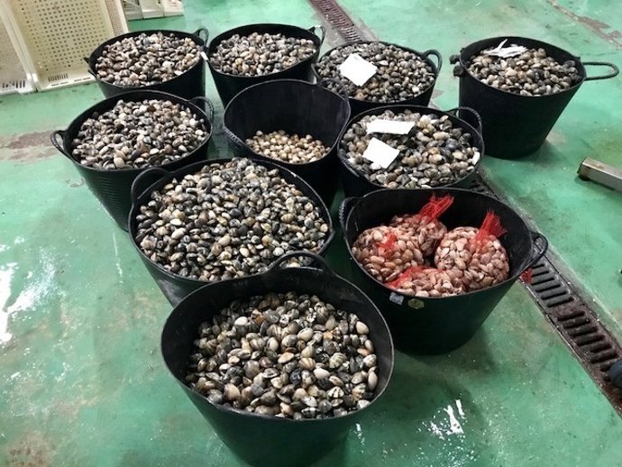 Marisco decomisado en Rianxo (A Coruña).