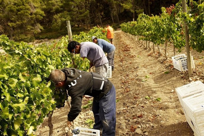 L'empresa L'Olivera és una cooperativa d'integració laboral, que incorpora perso