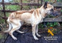 Detenido por maltrato el dueño de un perro con desnutrición extrema y llagas