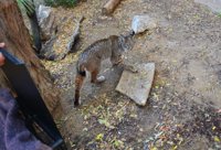 El Zoobotánico de Jerez recibe a un macho de lince ibérico desde el Centro de Cría de Silves en Portugal