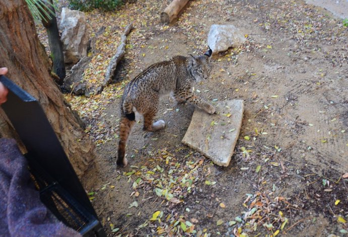 Nuevo lince en el Zoo de Jerez