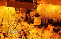 Detenidos 3 hombres que tenían marihuana y hachís en un domicilio y una nave de La Vall d'Uixó