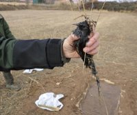 Agentes de Protección de la Naturaleza detectan a un individuo capturando aves con métodos no permitidos, en Andorra