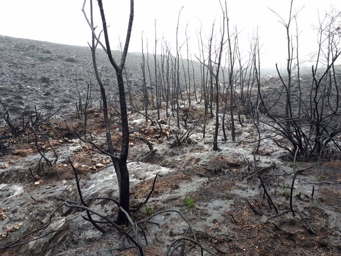 Escorrentías y arrastre de cenizas en la Serra da Meda en Ourense tras incendios