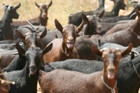 560.000 euros en ayudas para mejorar la competitividad de las explotaciones ganaderas