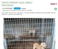 El comercio ilegal de animales por Internet en Galicia es "un agujero negro de abandonos", asegura Libera