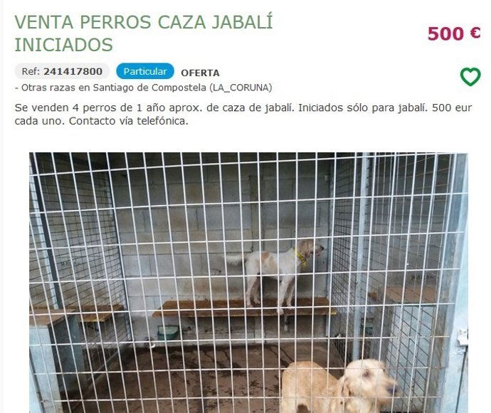 Perros abandonados