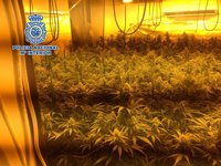 Detenida una pareja que vivía con sus hijos en una casa con dos laboratorios de marihuana en Vélez-Málaga