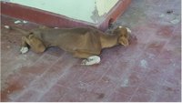 Un vecino de Badajoz, acusado de maltrato animal por tener a dos perros "en muy mal estado de salubridad" en una terraza