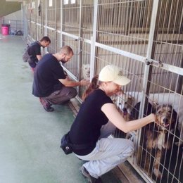 Voluntarios con perros en el refugio