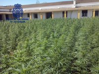 Sucesos.- Detenidos 16 integrantes de una organización dedicada al tráfico ilegal de marihuana