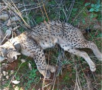 Muere atropellado un lince en la carretera de Villafranca de los Barros a Palomas