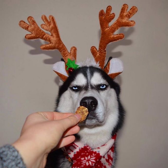 que perro parece un husky miniatura o malamute