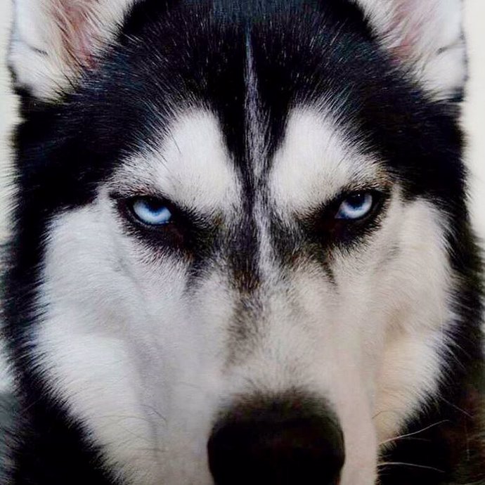 que perro parece un husky miniatura o malamute