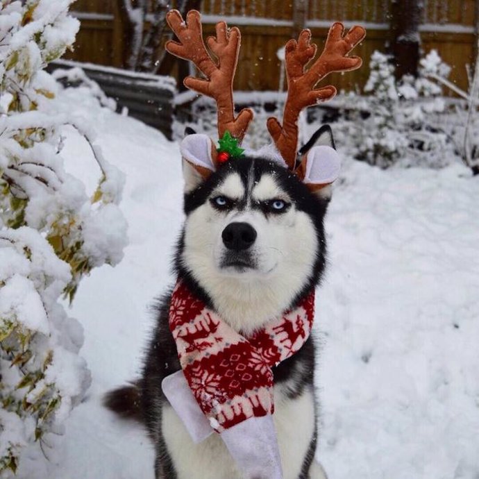 que perro parece un husky miniatura o malamute