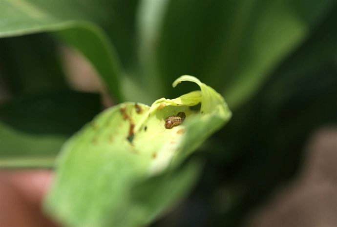 Plaga de polilla africana