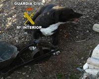 Investigado un vecino de Alcalá la Real (Jaén) acusado de colocar cepos en su huerto urbano