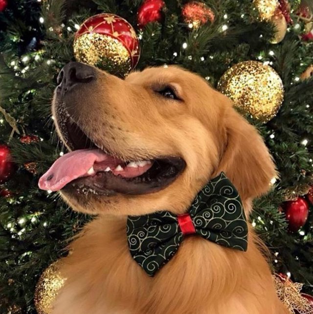 Antonio Golden Retriever