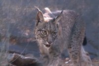 El Centro de Recuperación de Fauna 'Los Hornos' recibe dos linces ibéricos que "no pueden soltarse al campo"