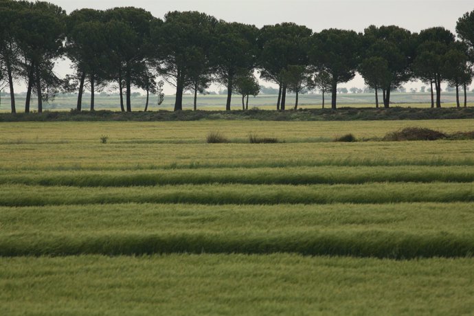 Campos de cultivo