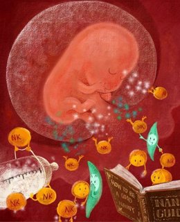 Células inmunes del útero ayudan a alimentar al feto