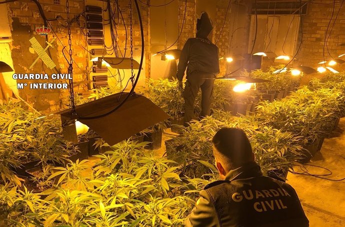 Plantación de marihuana descubierta. 