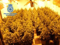 Intervenidas 551 plantas de marihuana en viviendas de la zona norte de Granada con una madre y un hijo detenidos