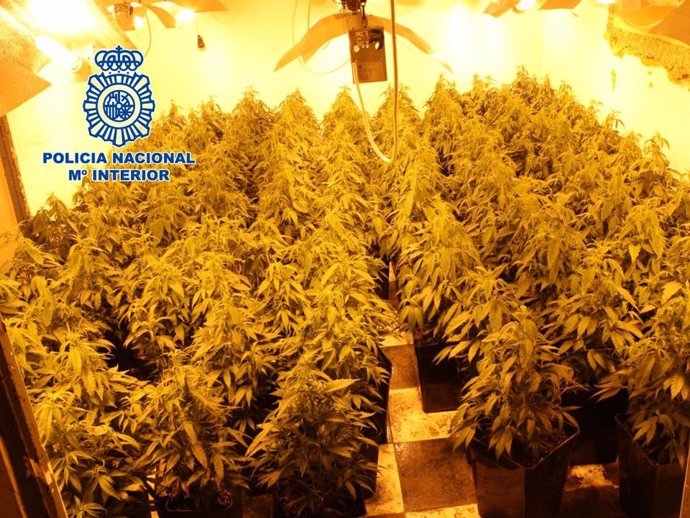 Plantación de marihuana intervenida en Granada