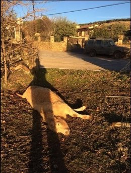 Ataque de lobos en Madrid