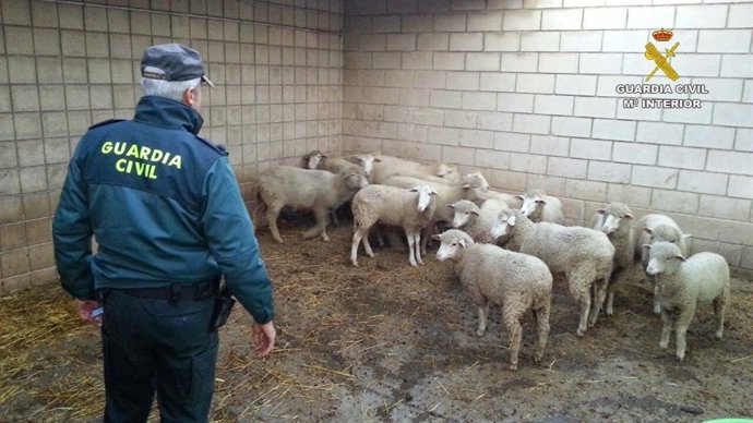 Remitiendo Np Opc Huelva "La Guardia Civil Interviene 57 Animales De Ganado Ovin