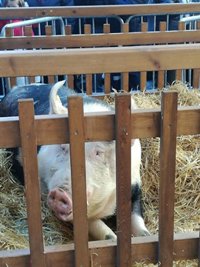 Miles de personas acuden a la feria de Santo Tomás en San Sebastián, con la cerda Úrsula como protagonista