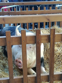 La cerda Úrsula en la feria de Santo Tomás de San Sebastián