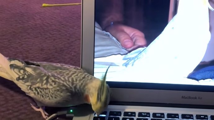 A este cockatiel no le gustó nada que su vídeo se hiciera viral