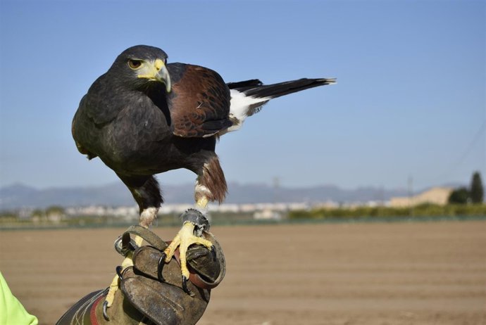 Las águilas sobrevuelan la huerta de Burjassot para espantar a las palomas