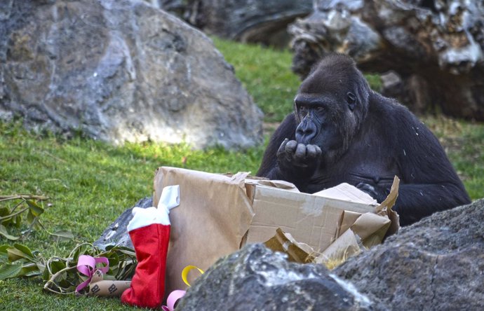Uno de los gorilas destapa uno de los paquetes